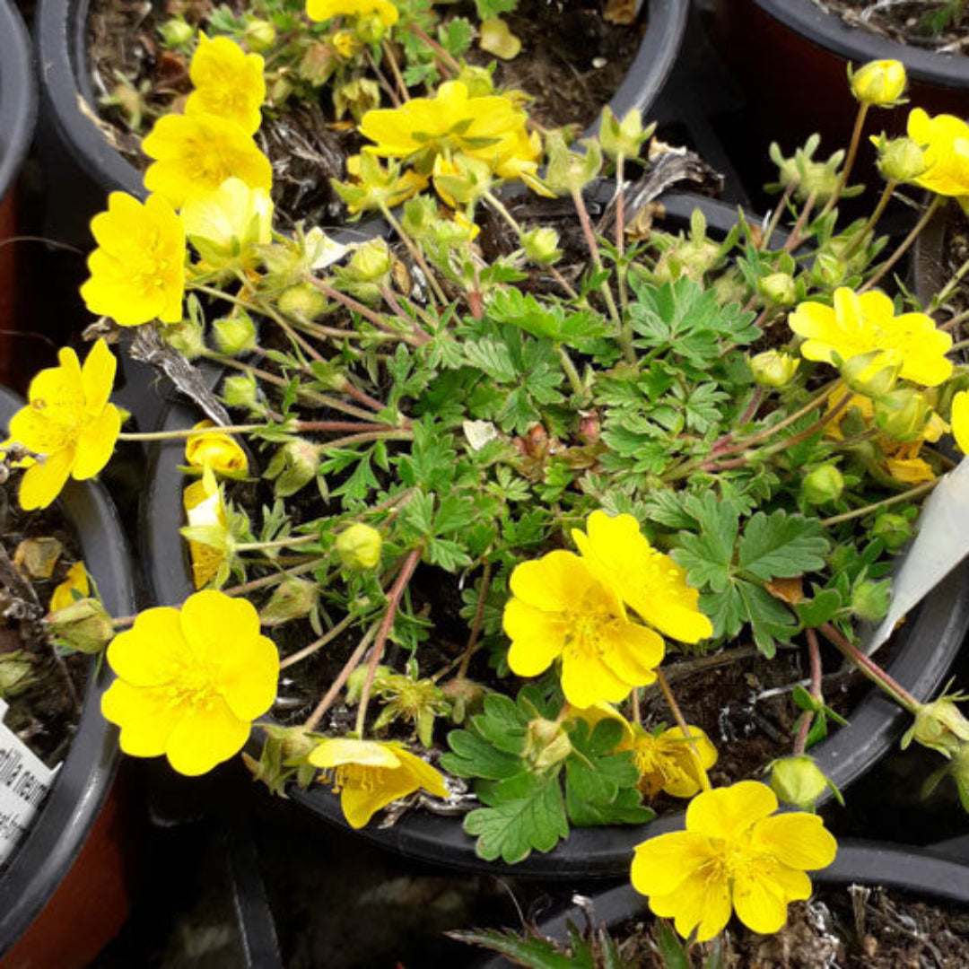 Potentilla Neumanniana &