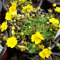 Potentilla Neumanniana 'Nana'