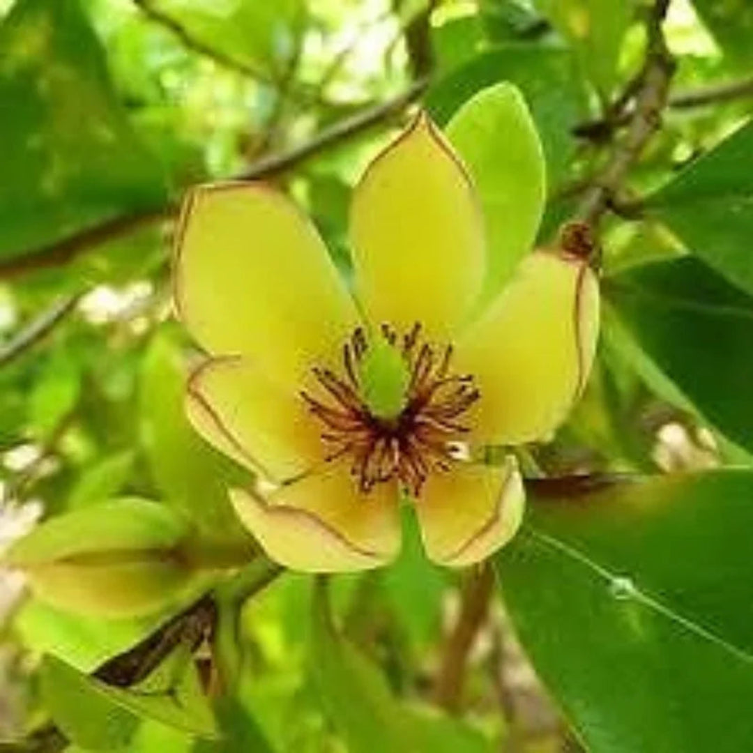 Close-up view of Banana Shrub Magnolia blooms and foliage