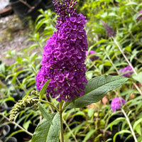Potter'S Purple Butterfly Bush