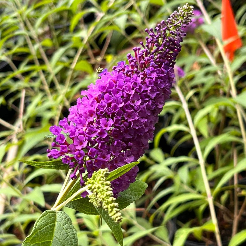 Potter'S Purple Butterfly Bush