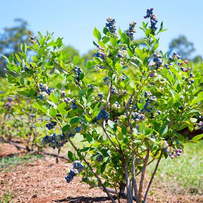 Powderblue Blueberry Bush