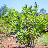 Garden bed with Powderblue Rabbiteye Blueberry tree