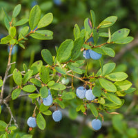 Container-grown Powderblue Rabbiteye Blueberry Plant