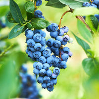 Downhome Harvest Hello Darlin Blueberry