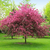 Prairifire crabapple tree landscape planting