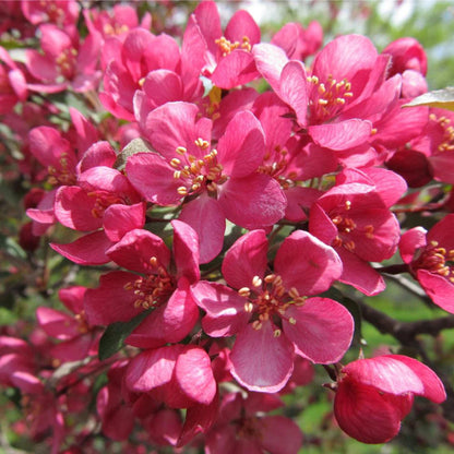 Prairifire Crabapple