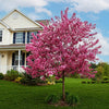 Crabapple Trees