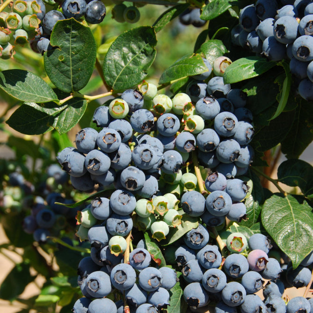 Premier Blueberry Bush