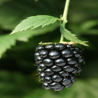 Prime Ark Freedom Blackberry