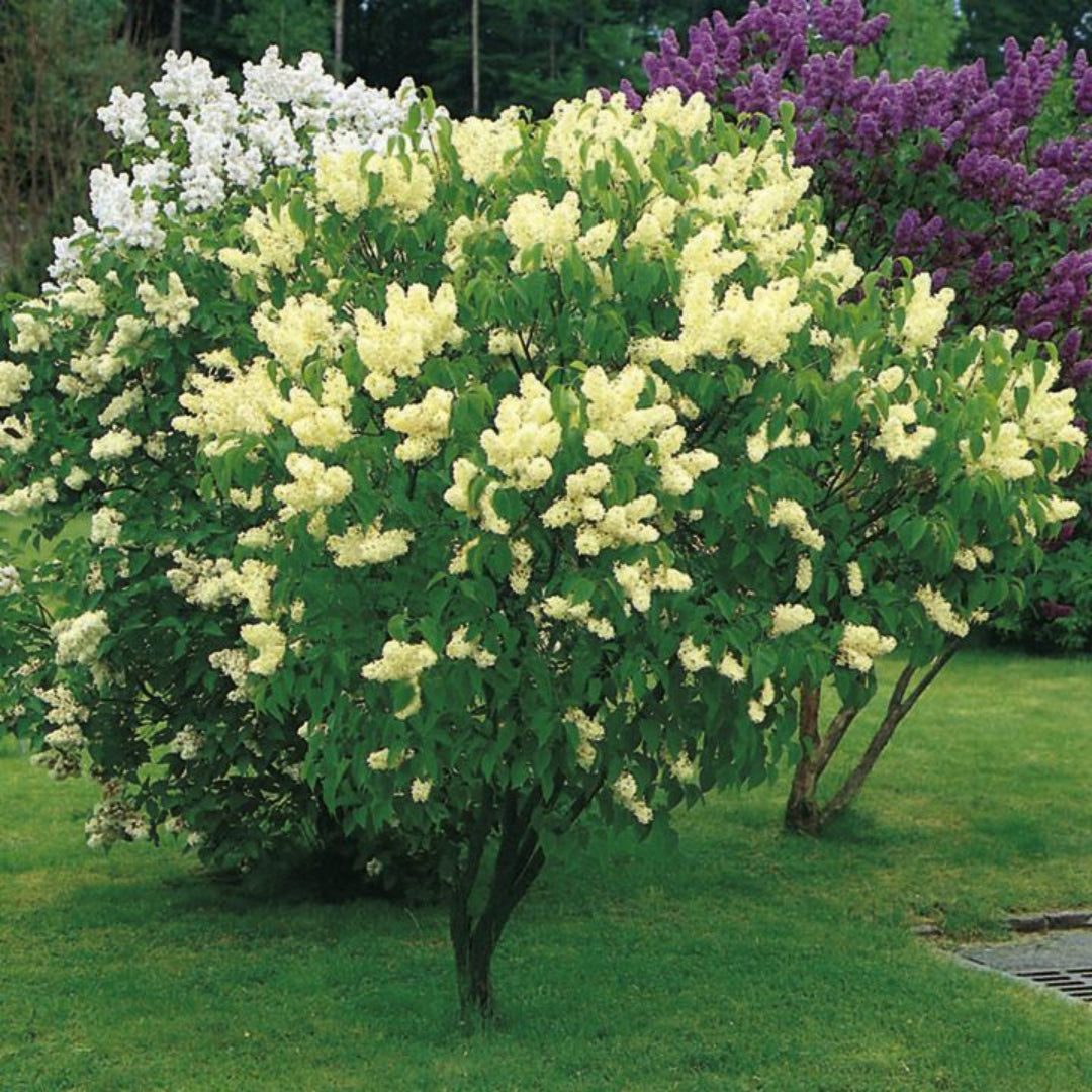 Primrose Yellow French Lilac