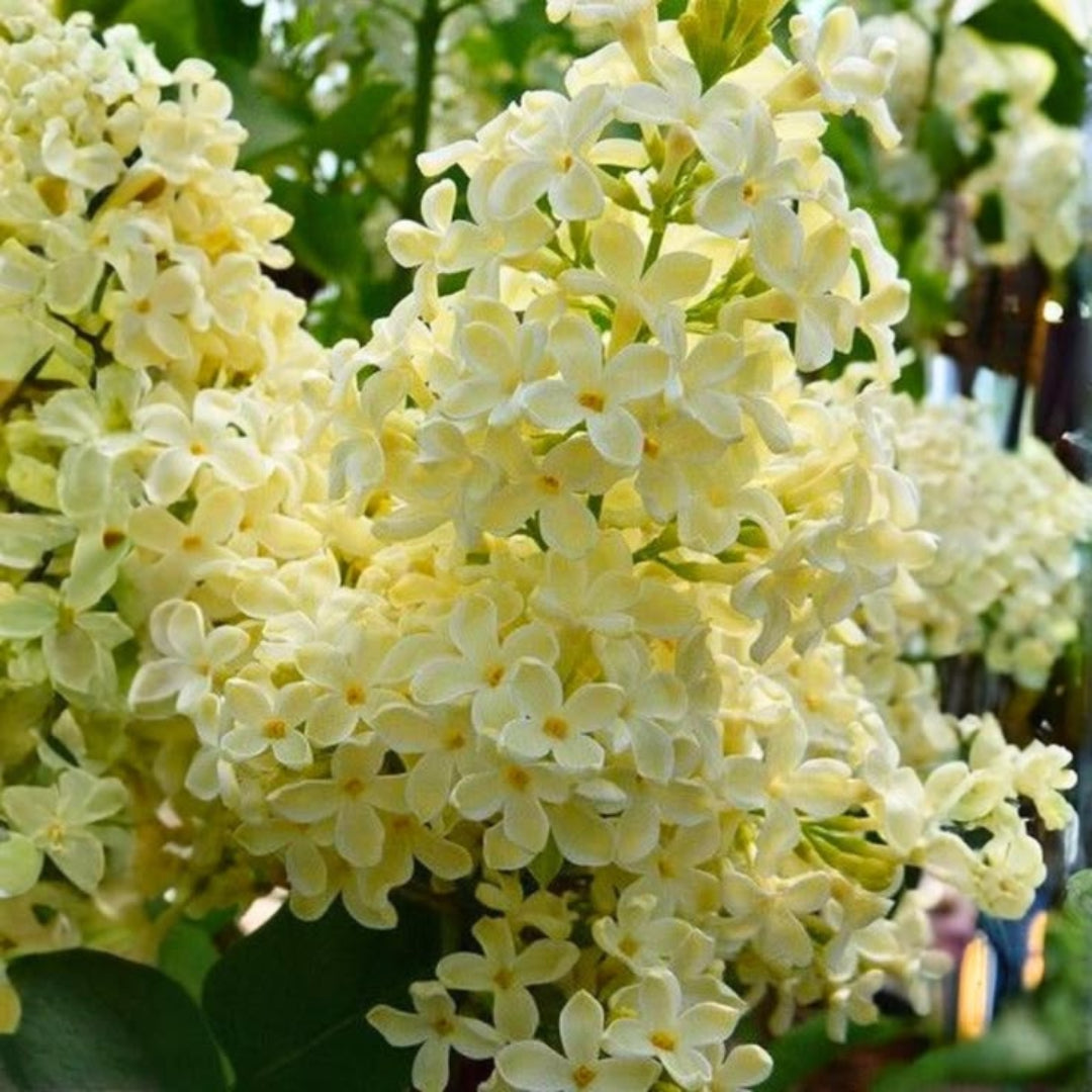 Primrose Yellow French Lilac