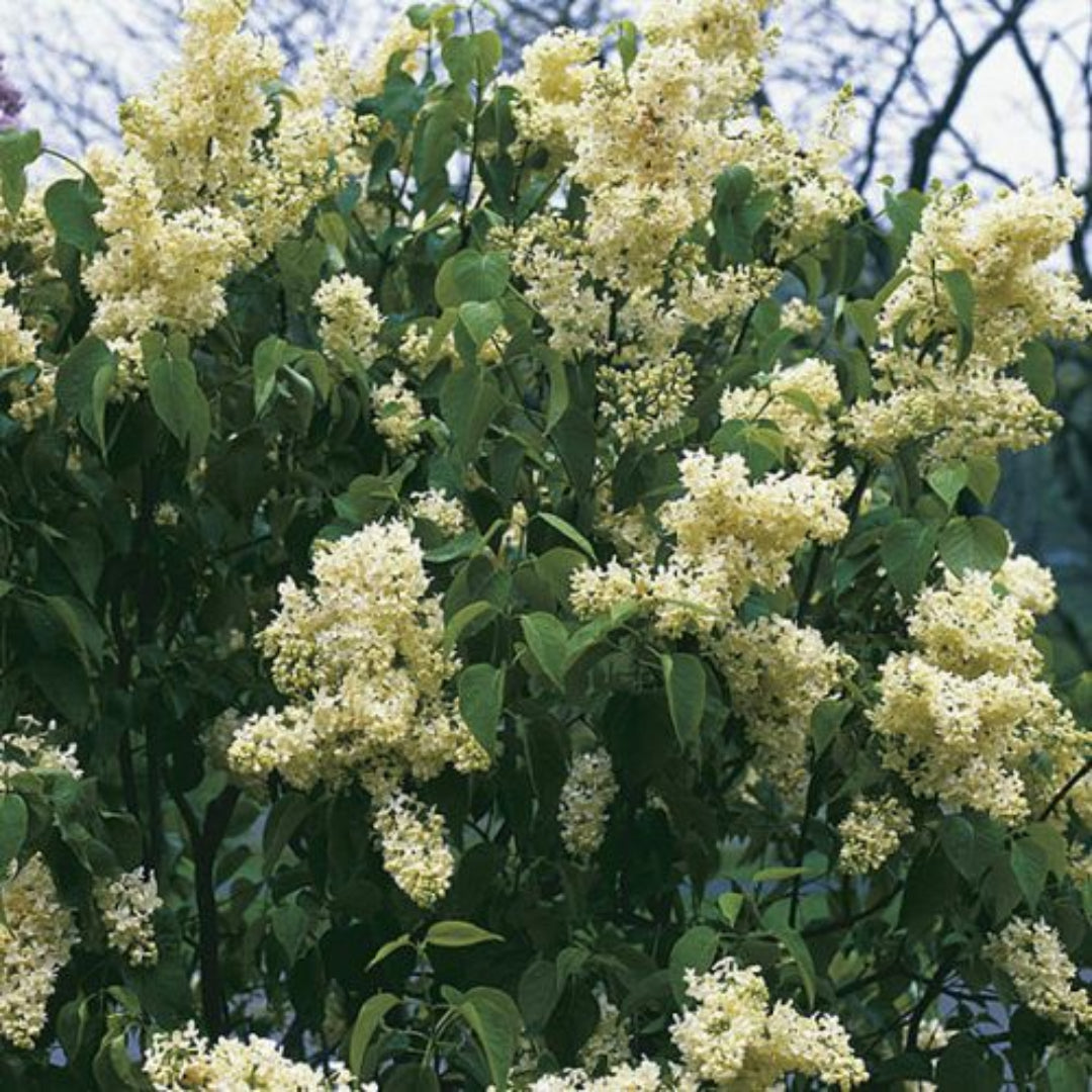 Primrose Yellow French Lilac