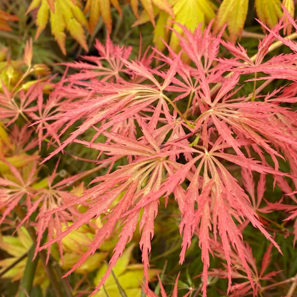Prince Charming Japanese Maple
