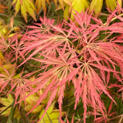 Prince Charming Japanese Maple
