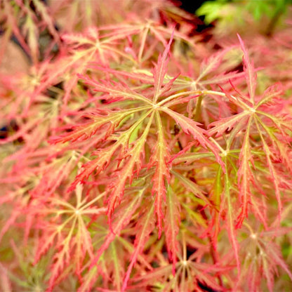 Prince Charming Japanese Maple