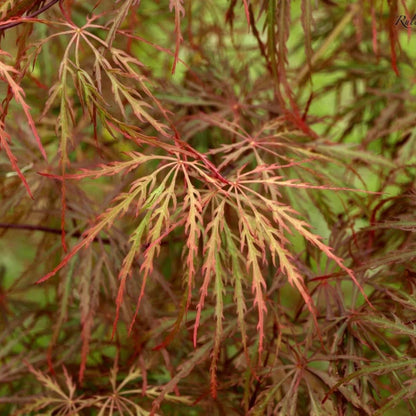 Prince Charming Japanese Maple