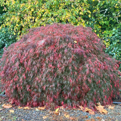 Prince Charming Japanese Maple