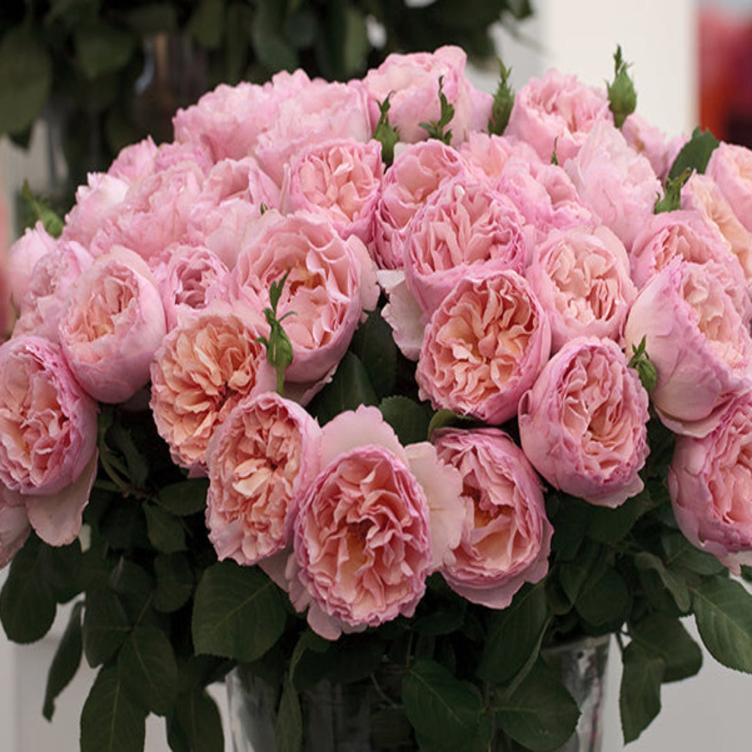Rosa ‘Meidysouk’ Princesse Charlene de Monaco® Hybrid Tea Rose