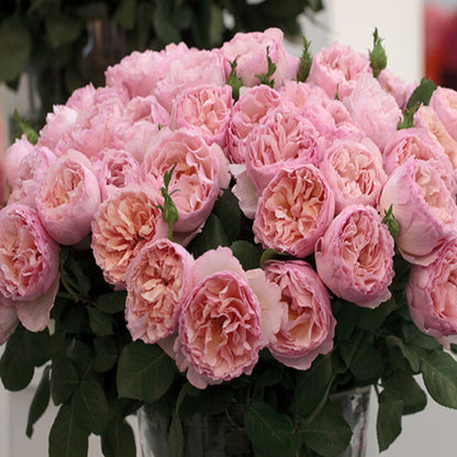 Rosa ‘Meidysouk’ Princesse Charlene de Monaco® Hybrid Tea Rose