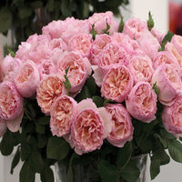 Rosa ‘Meidysouk’ Princesse Charlene de Monaco® Hybrid Tea Rose