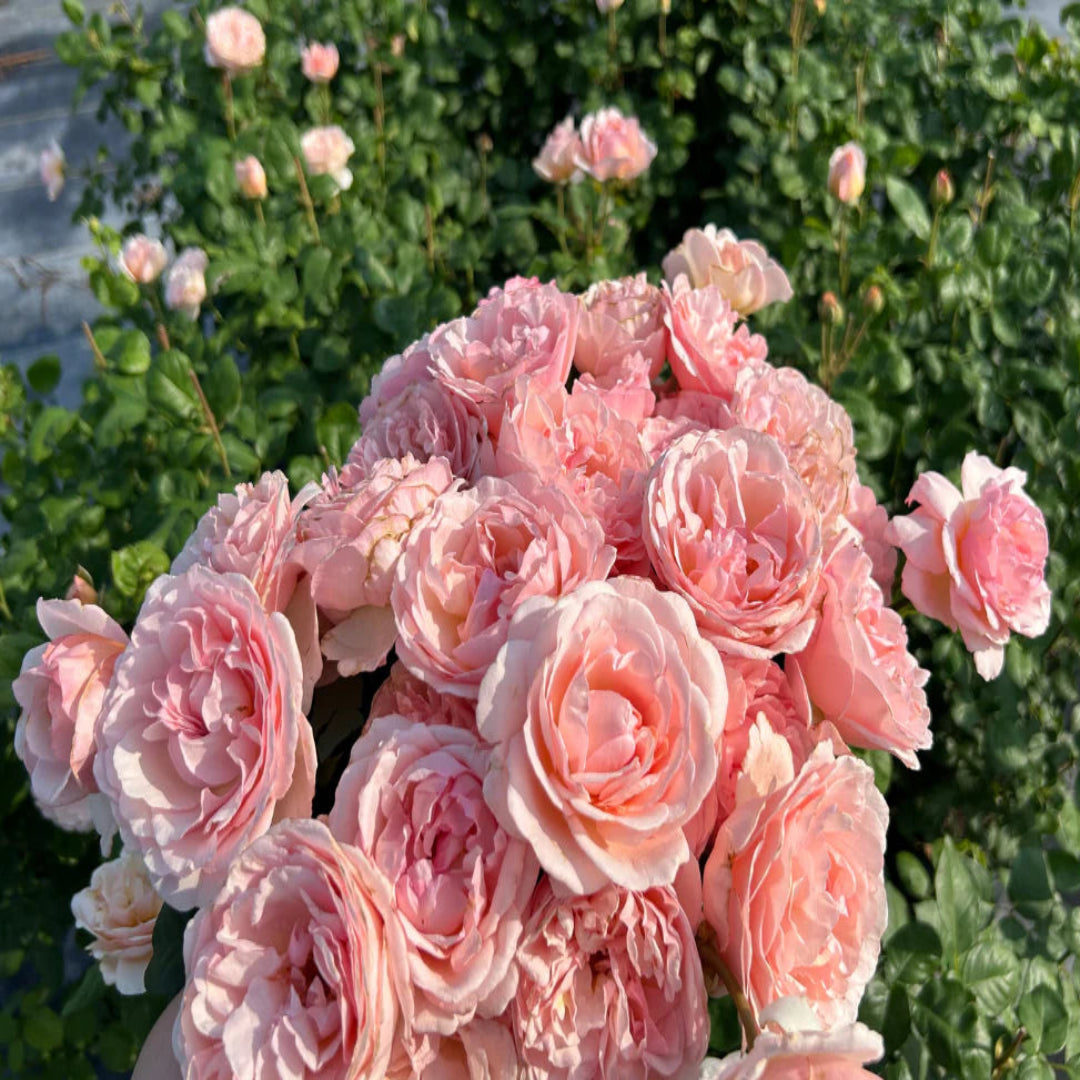 Rosa ‘Meidysouk’ Princesse Charlene de Monaco® Hybrid Tea Rose