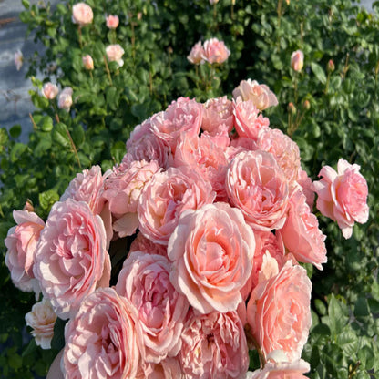 Rosa ‘Meidysouk’ Princesse Charlene de Monaco® Hybrid Tea Rose