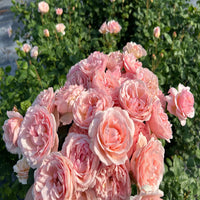 Rosa ‘Meidysouk’ Princesse Charlene de Monaco® Hybrid Tea Rose