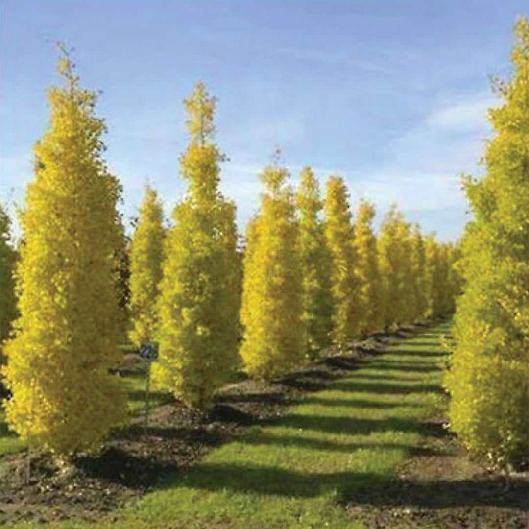 Princeton Sentry Male Ginkgo Tree