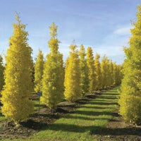 Princeton Sentry Male Ginkgo Tree