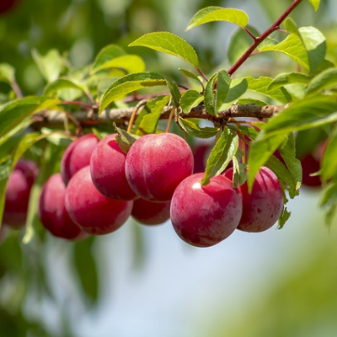 Bruce Plum Tree | Bruce Plum: A Sun-Loving, Hardy Delight with Wine-Red Beauty and Delectable Flavor!