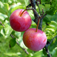 Ozark Premier Plum Tree