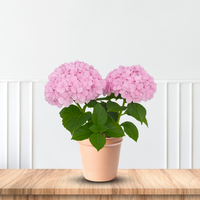 Healthy Big Daddy Hydrangea plant ready for sale at Pixies Gardens nursery