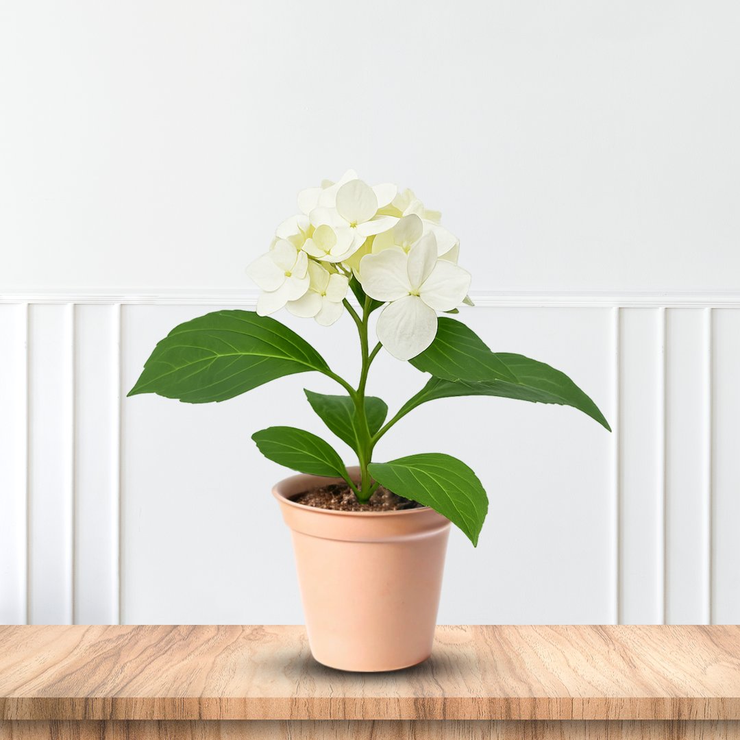 house plants with white blooms Buy White Hydrangea Plants – Beautiful Blooms for Your Garden