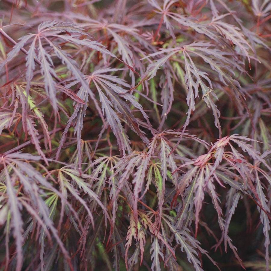 Scarlet Princess Japanese Maple
