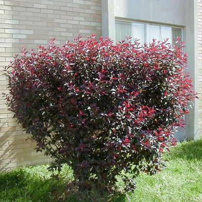 Purpleleaf Sand Cherry