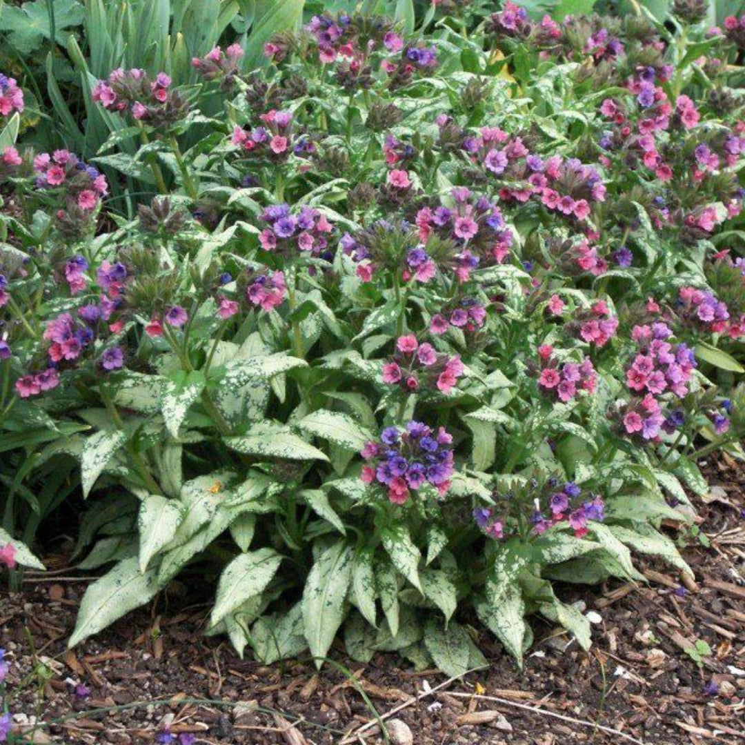Pulmonaria &
