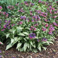 Pulmonaria 'Silver Bouquet' Lungwort - [EG]