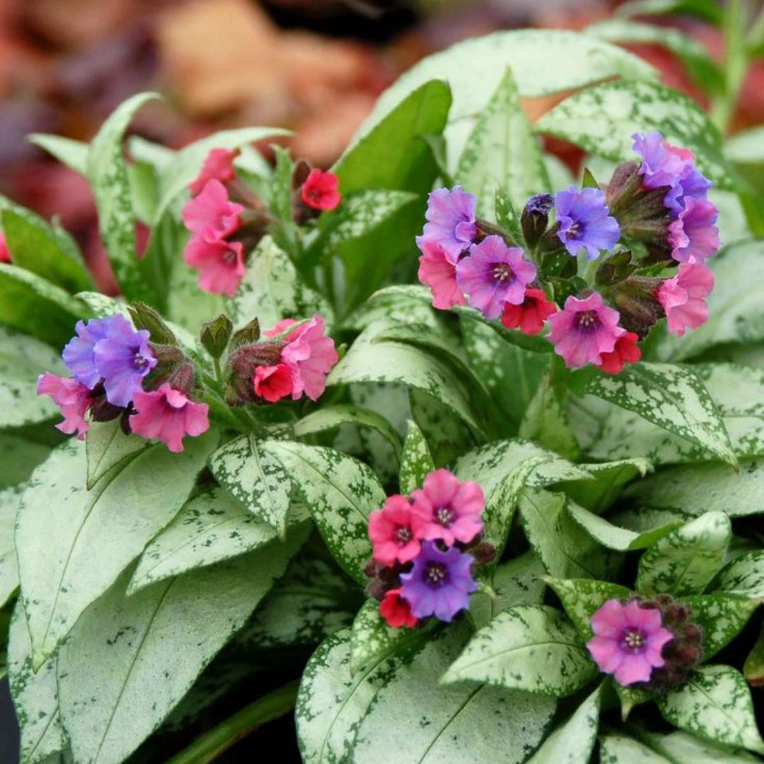 Pulmonaria &
