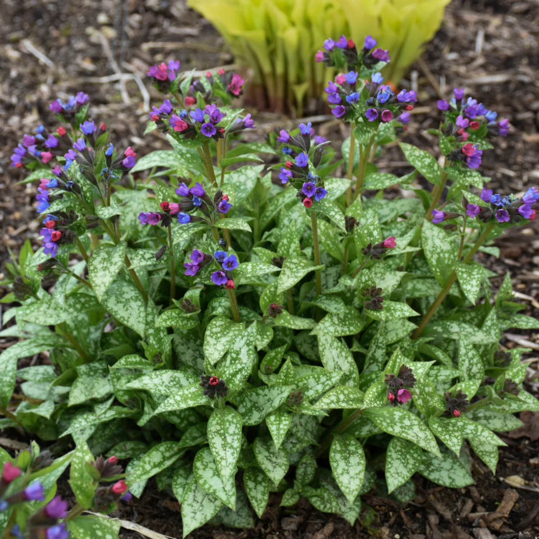 Pulmonaria ‘Spot On’ (Lungwort) - [EG]