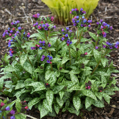 Pulmonaria ‘Spot On’ (Lungwort) - [EG]