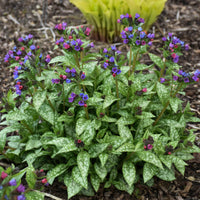 Pulmonaria ‘Spot On’ (Lungwort) - [EG]