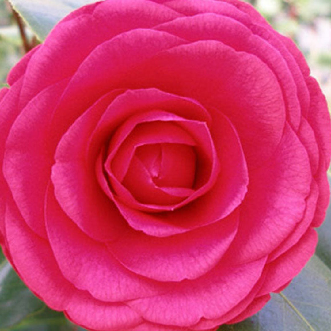 Purple Dawn Camellia