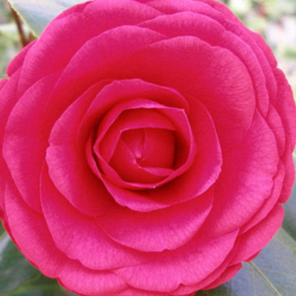 Purple Dawn Camellia