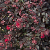 Purple Daydream Loropetalum