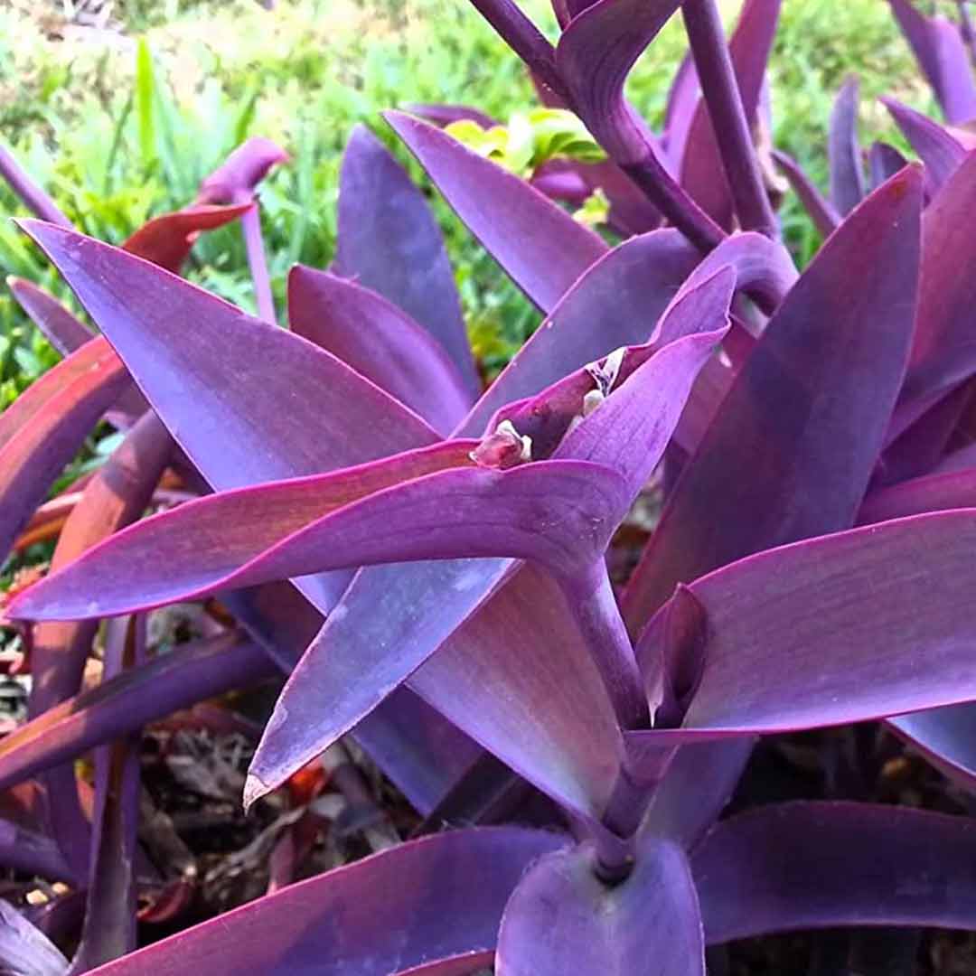 Tradescantia pallida Purple Heart - [EG]