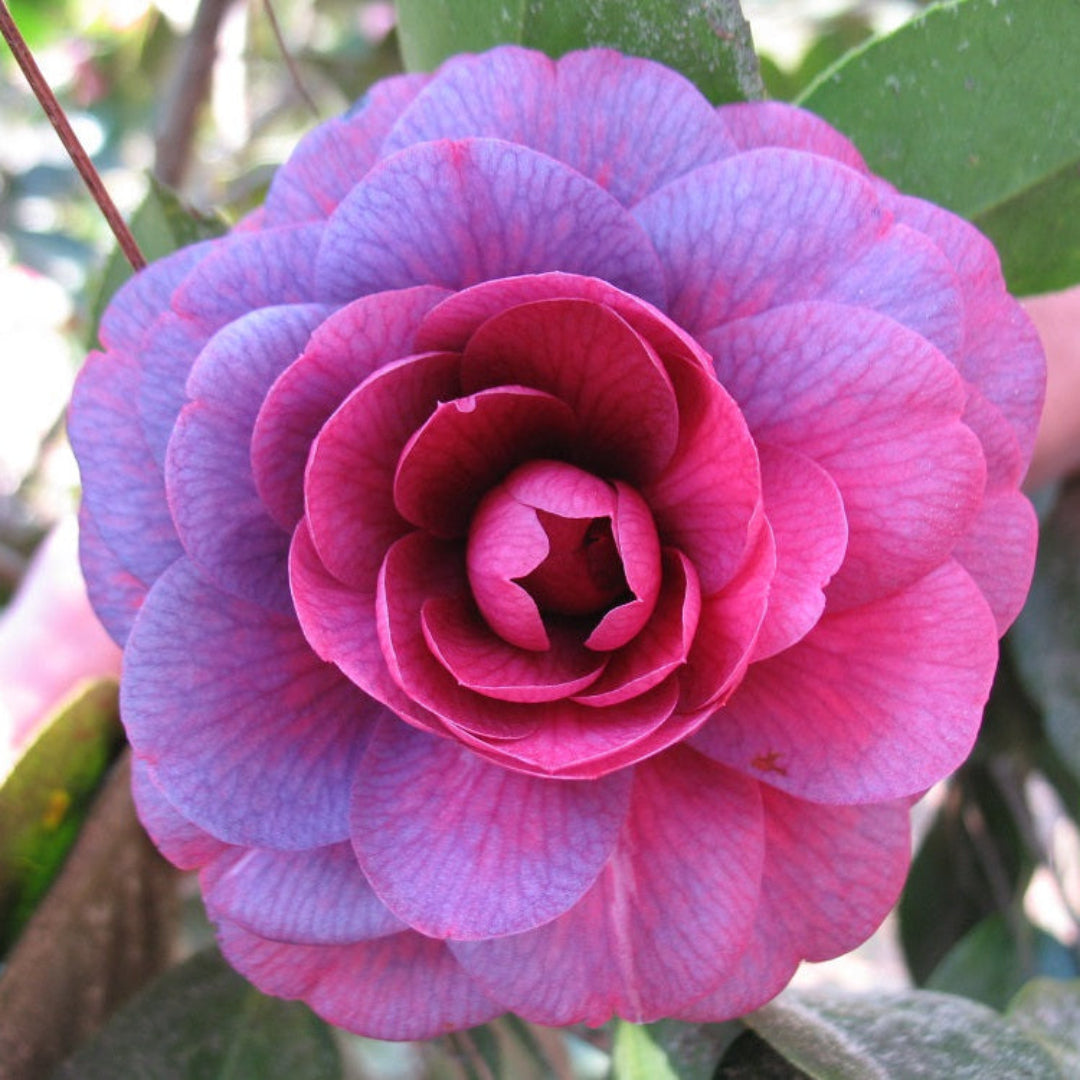 Purple Dawn Camellia
