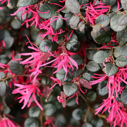 Purple Daydream Loropetalum