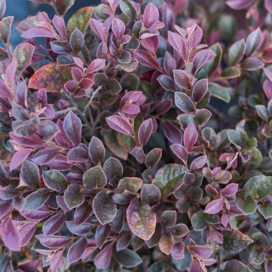 Purple Daydream Loropetalum