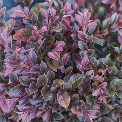 Purple Daydream Loropetalum